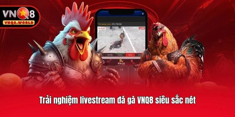 Trải nghiệm livestream đá gà VNQ8 siêu sắc nét
